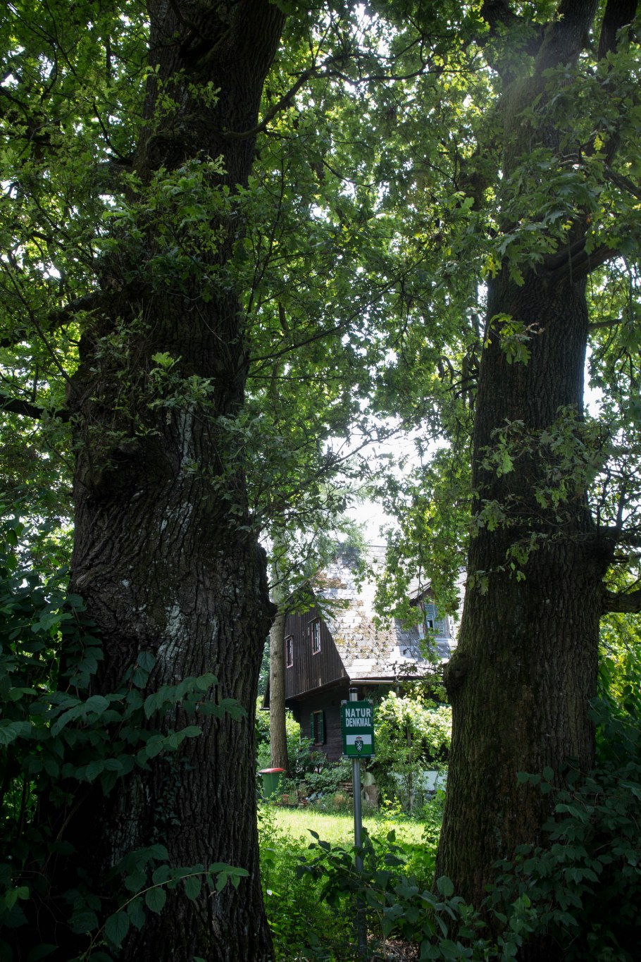 Дуб черешчатый «pectinata»