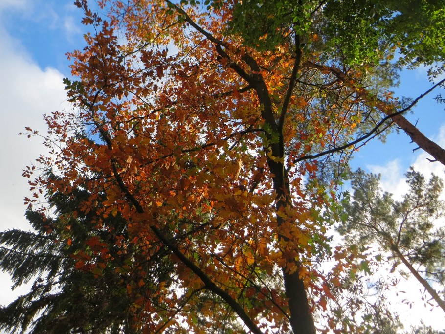 Фанерованные панели МДФ дуб Quercus Vintage Harlem