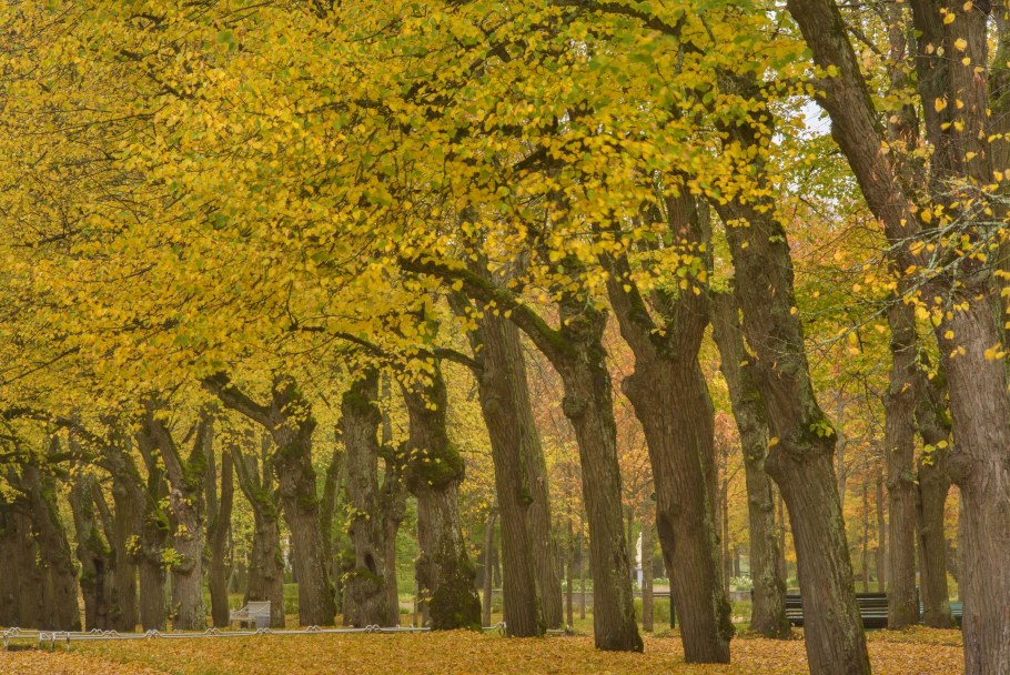 Огромные липы в парке Польша
