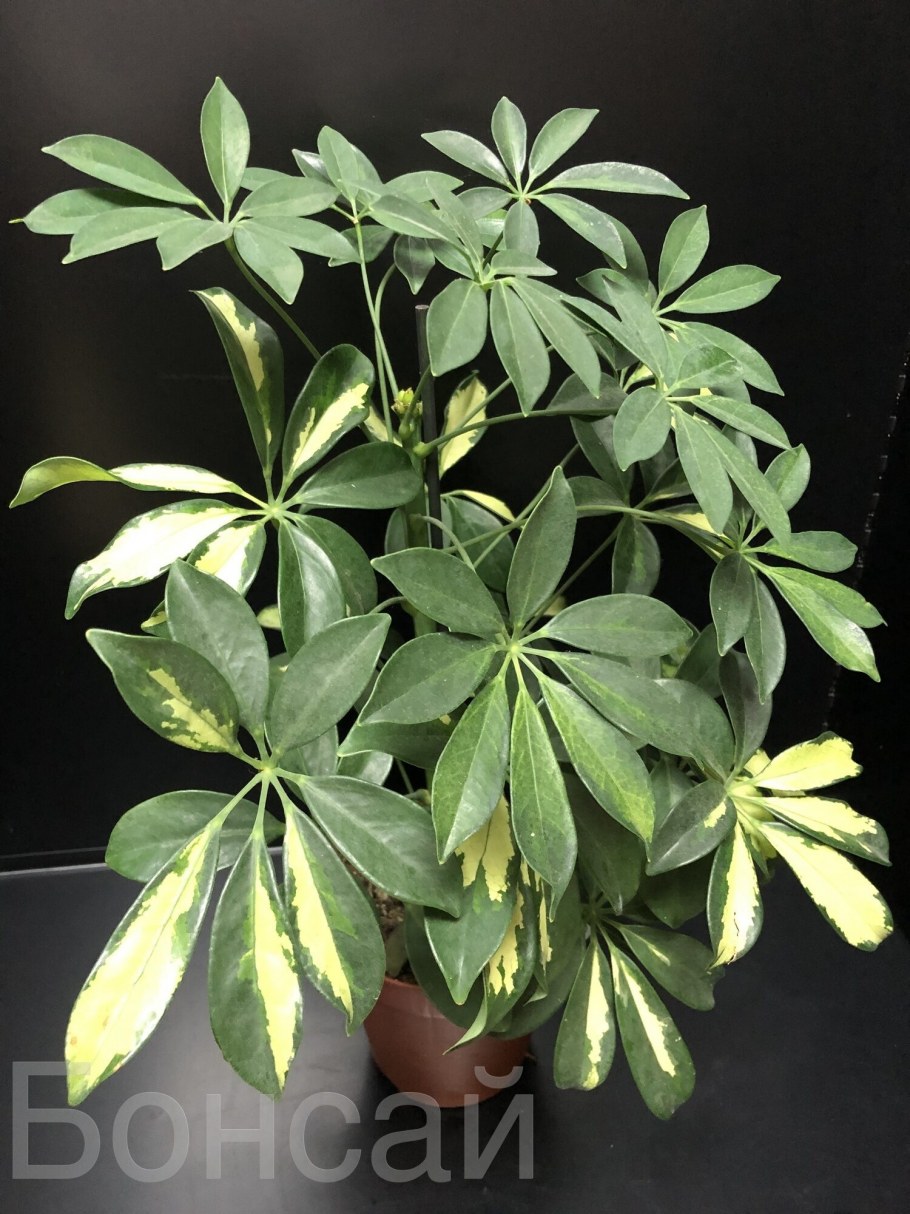 Schefflera arboricola цветок