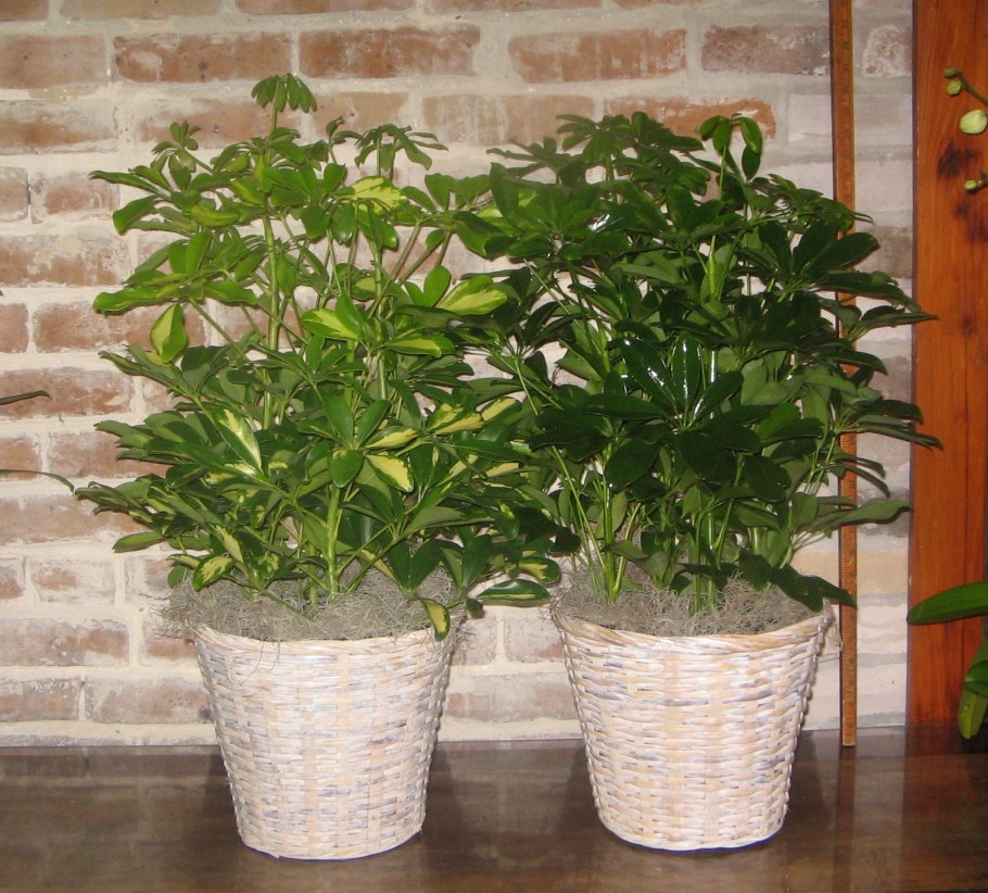 Schefflera arboricola