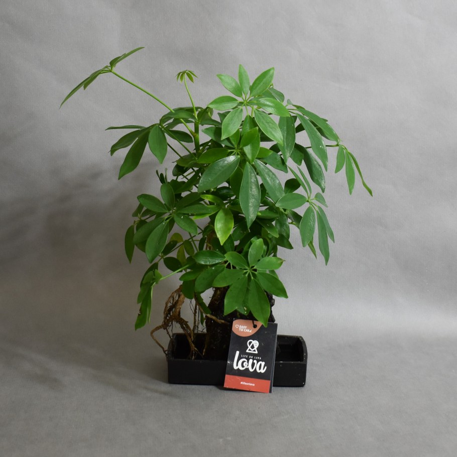Schefflera Arbor. 'Charlotte'/Шеффлера Шарлотта