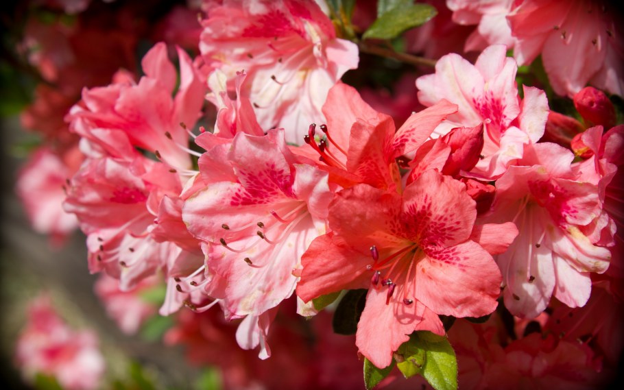 Азалия в Турции