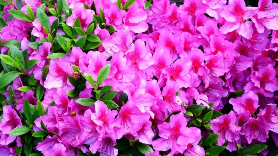 Обои BELVINIL Альбери