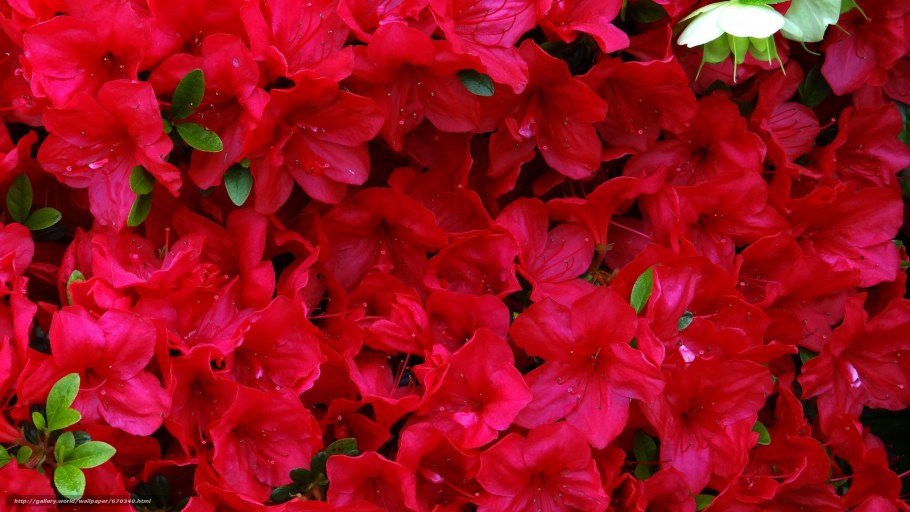 Азалия море