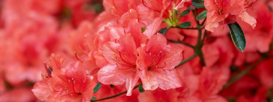 Цветущие листья Азалии.