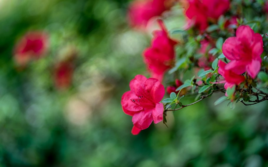 Цветы в саду кустом