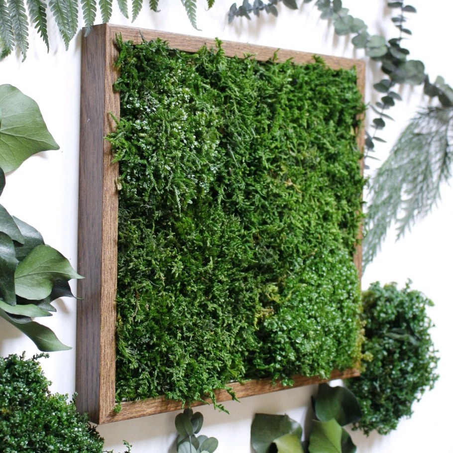 Фитостена мох