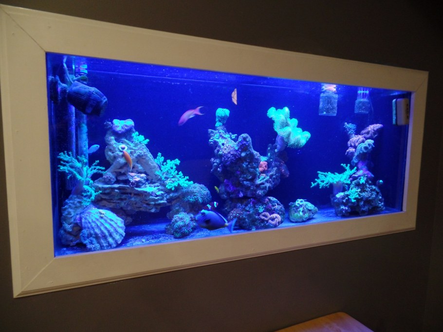Шикарный аквариум