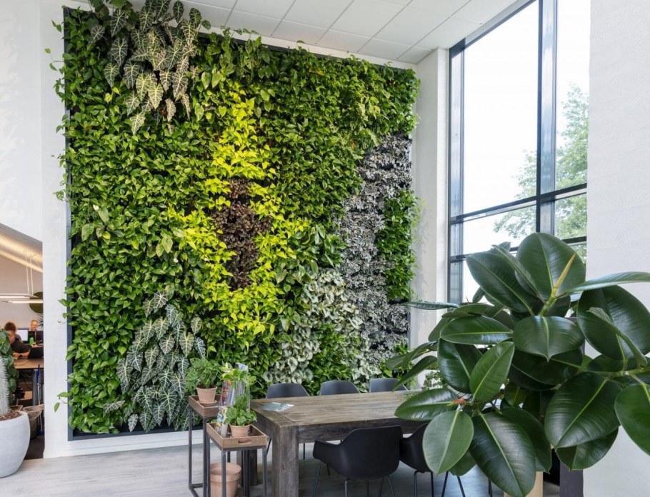 Пеперомия в вертикальном озеленении