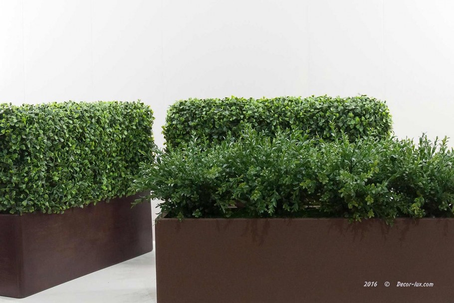 Фитостена самшит