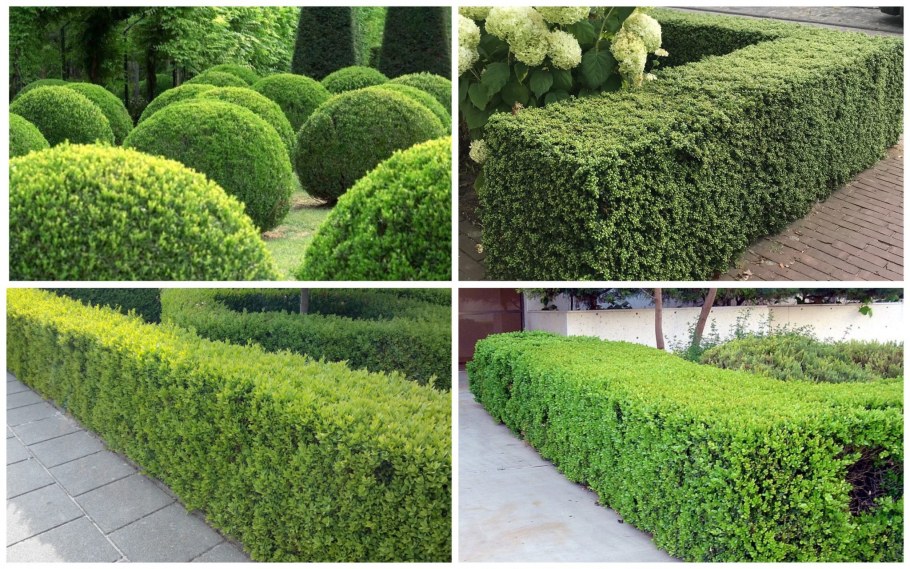 Patio with Hedge