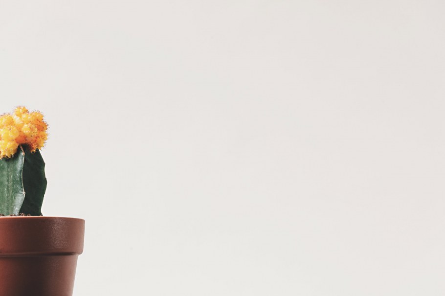 Цветы Минимализм