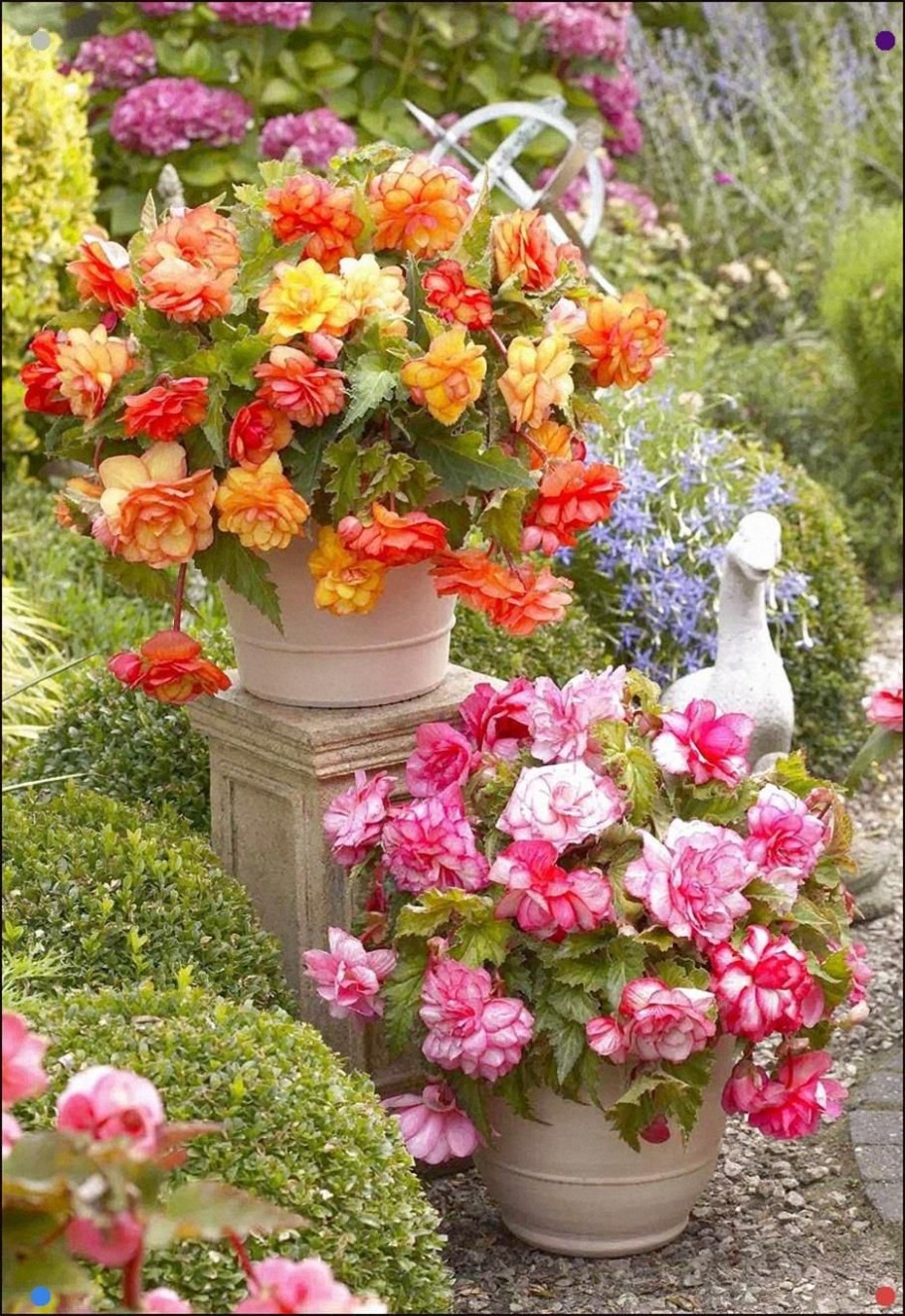 Бегония клубневая в композиции