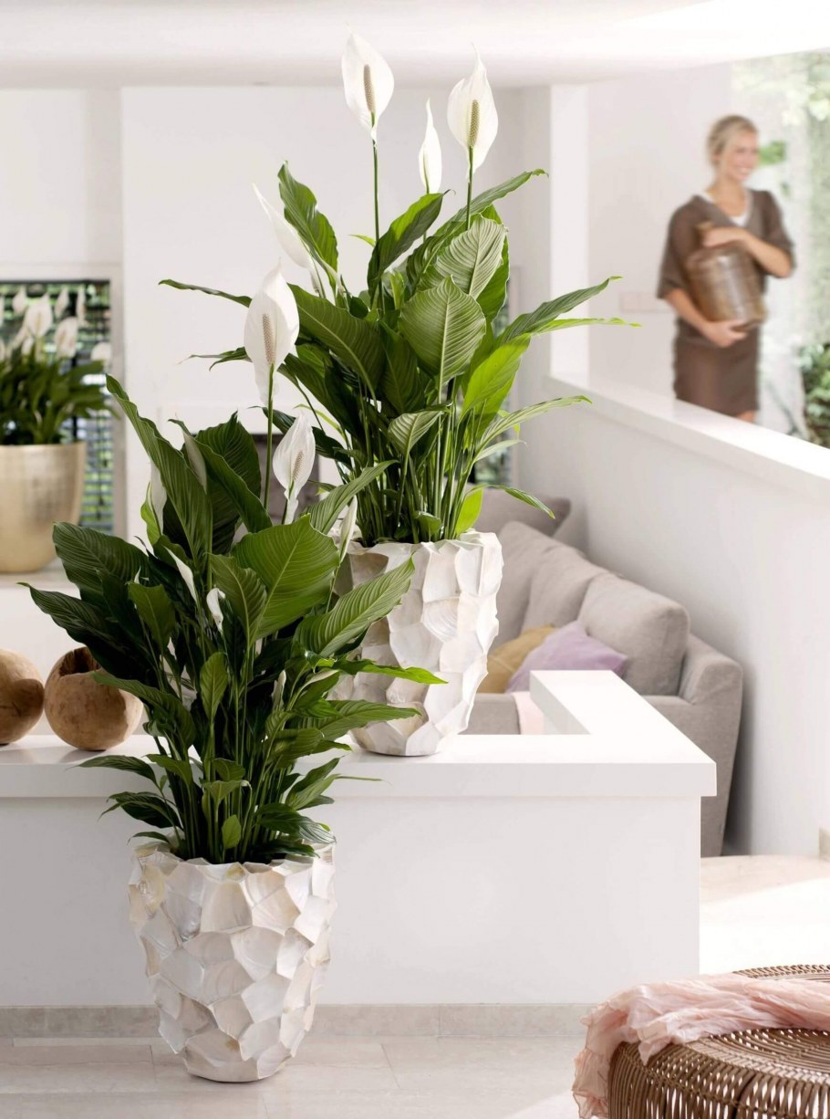 Спатифиллум сенсация Lechuza