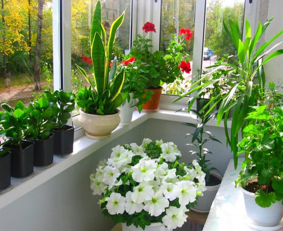 Цветы на застекленном балконе