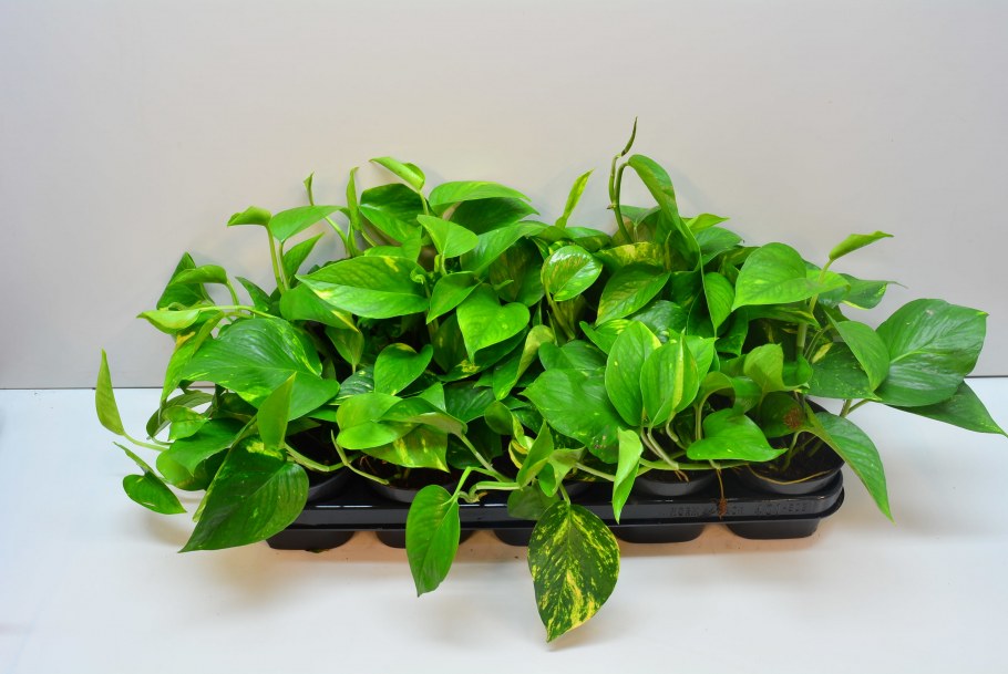 Плющ сциндапсус