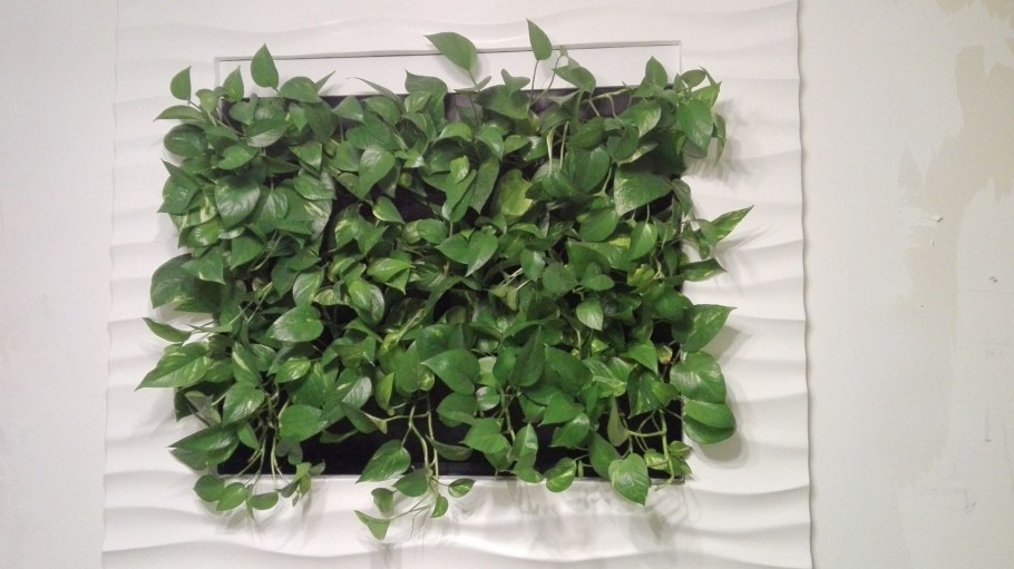 Сциндапсус (Эпипремнум)