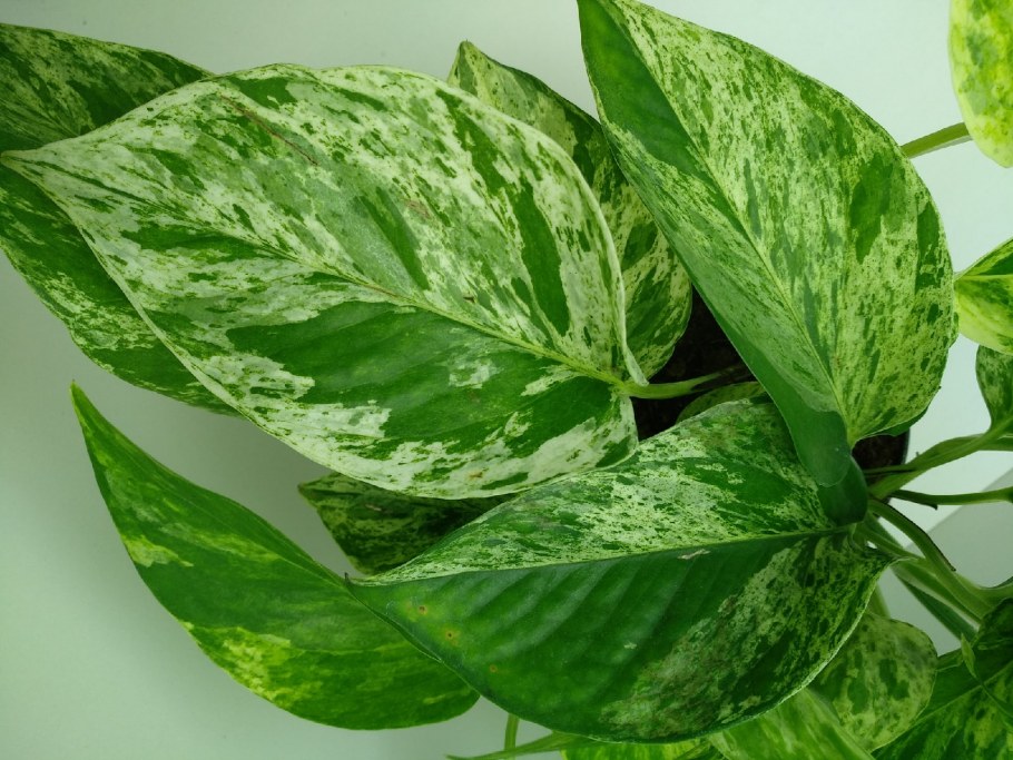 Сциндапсус лимонный