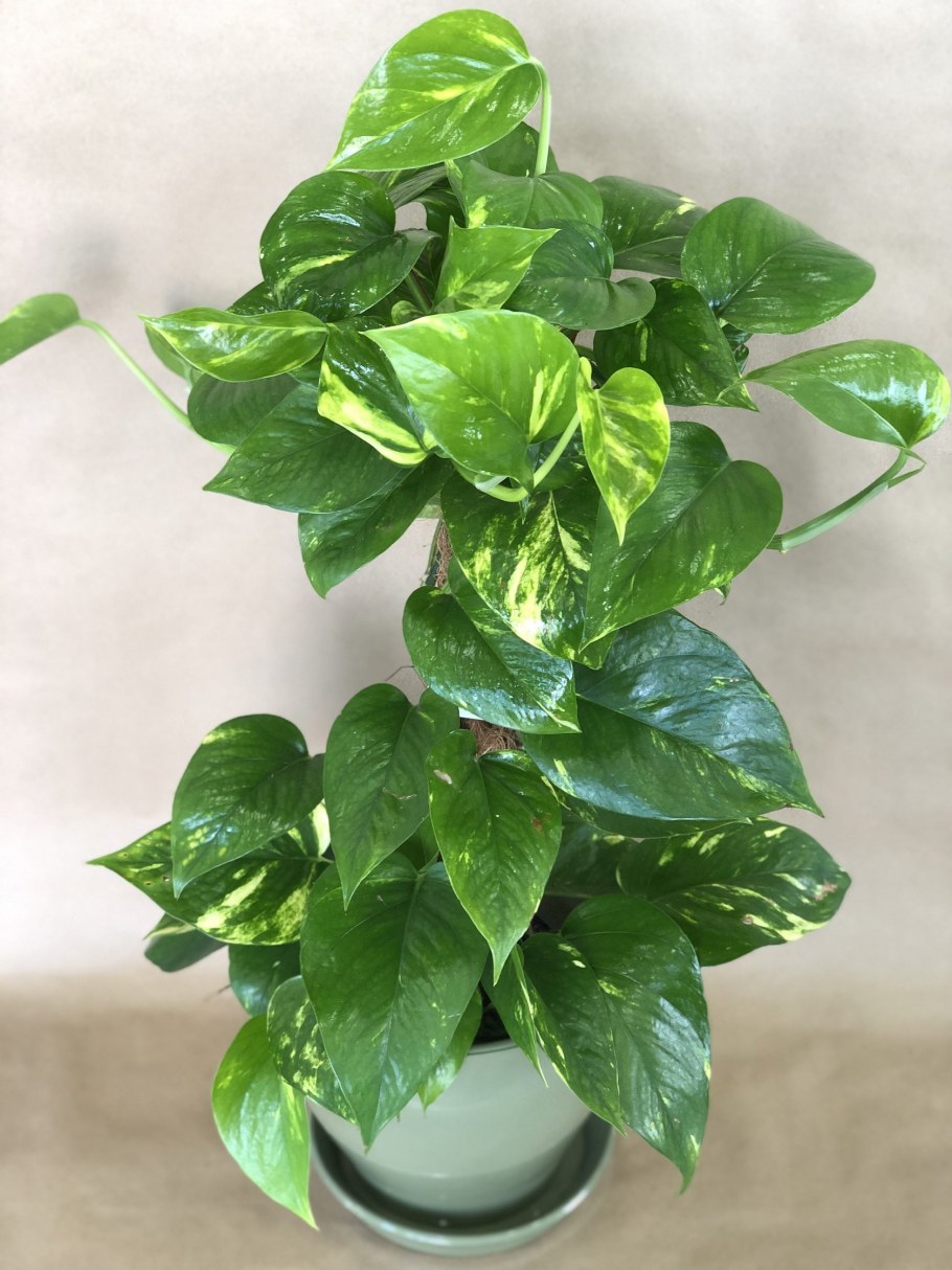 Лиана сциндапсус