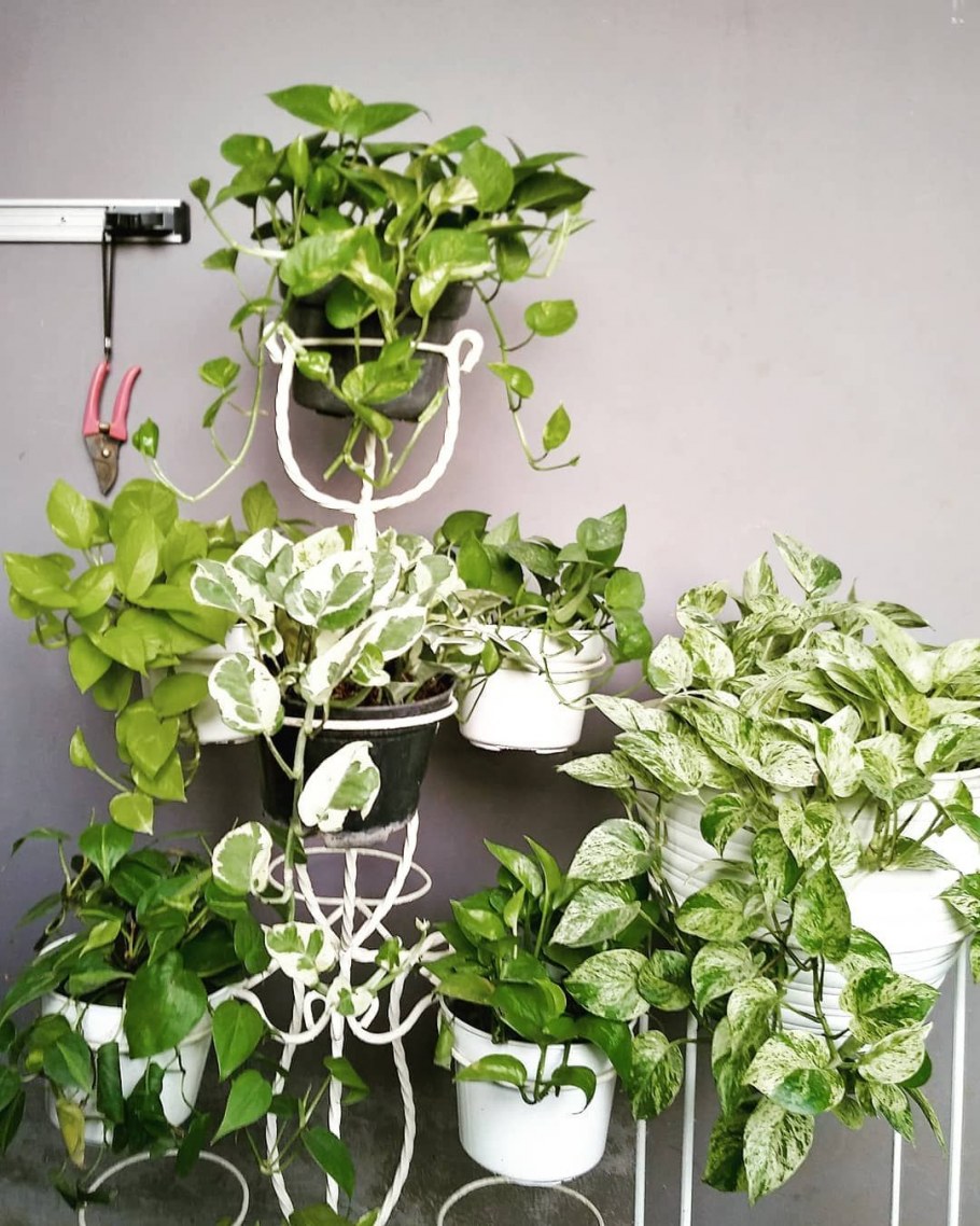 Фитостена Эпипремнум