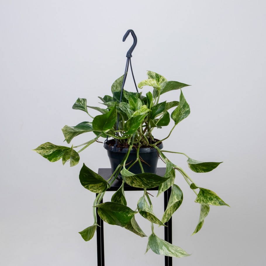 Эпипремнум с щитовкой