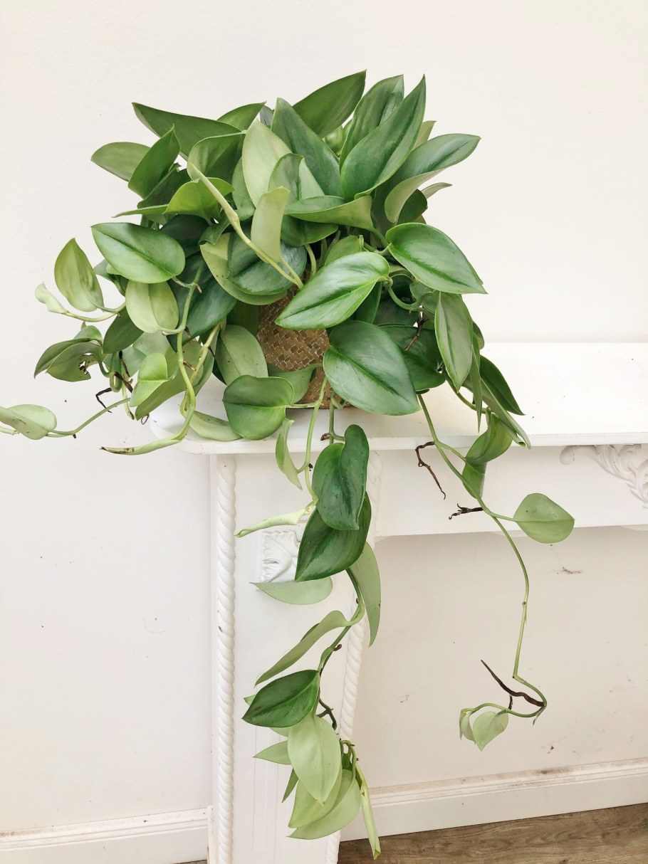 Эпипремнум мраморное яблоко