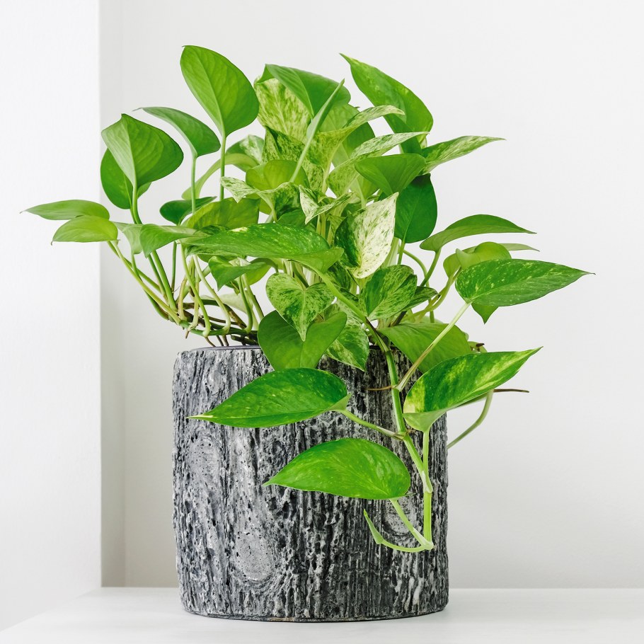 Эпипремнум Марбл Квин