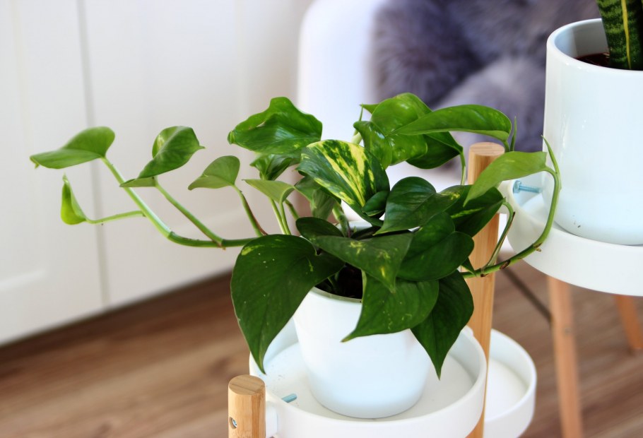 Комнатные лианы