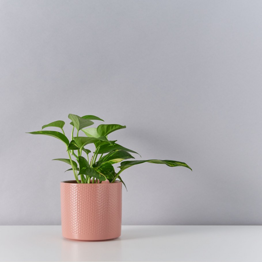 Эпипремнум Аурем 12д. 20см