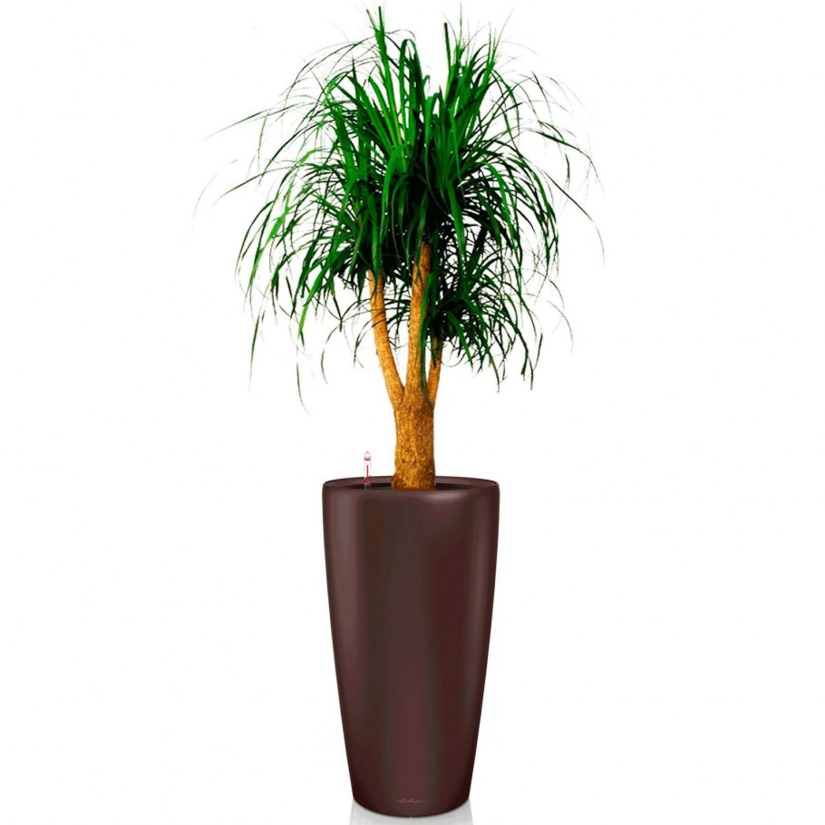 Нолина разветвленная 140