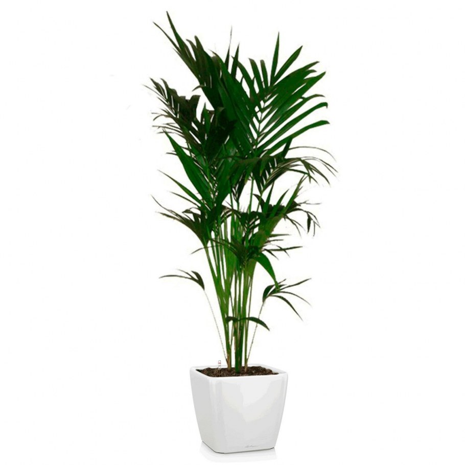 Пальма Арека Ховея Хризалидокарпус