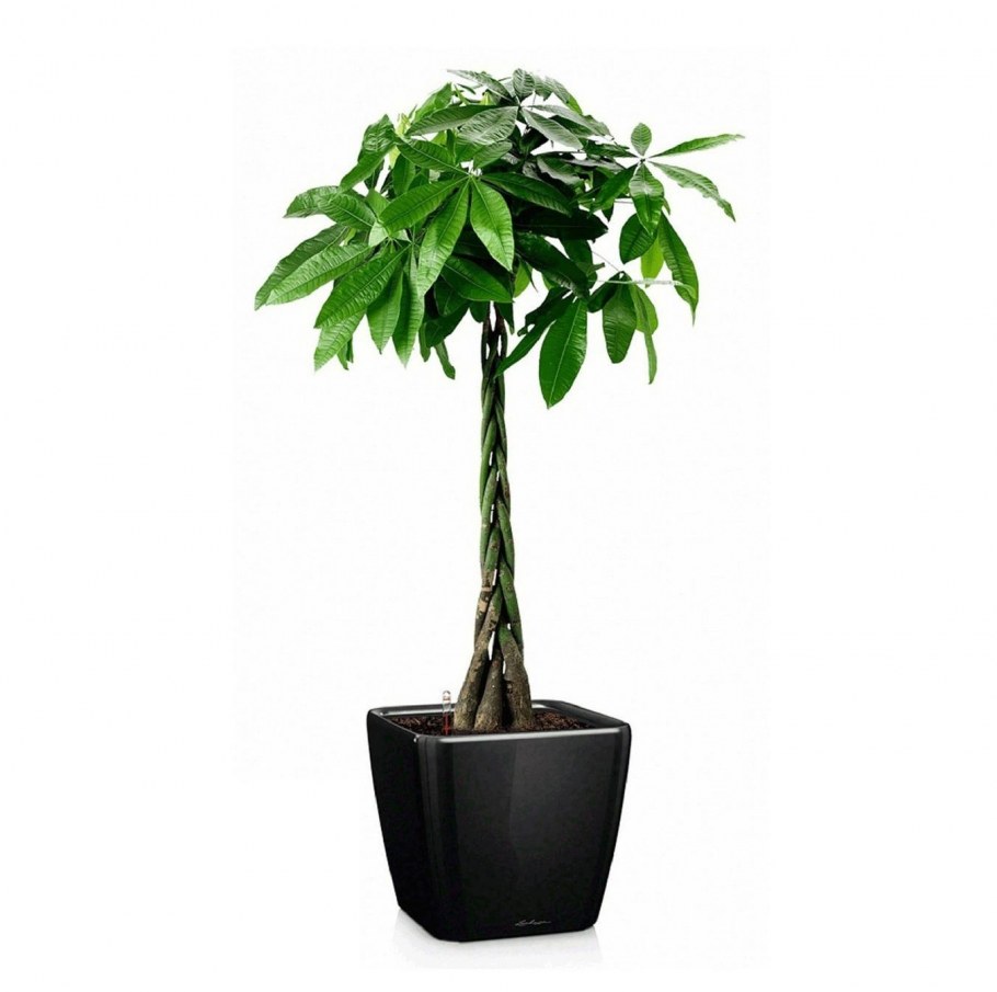 Пахира Акватика (d-9)