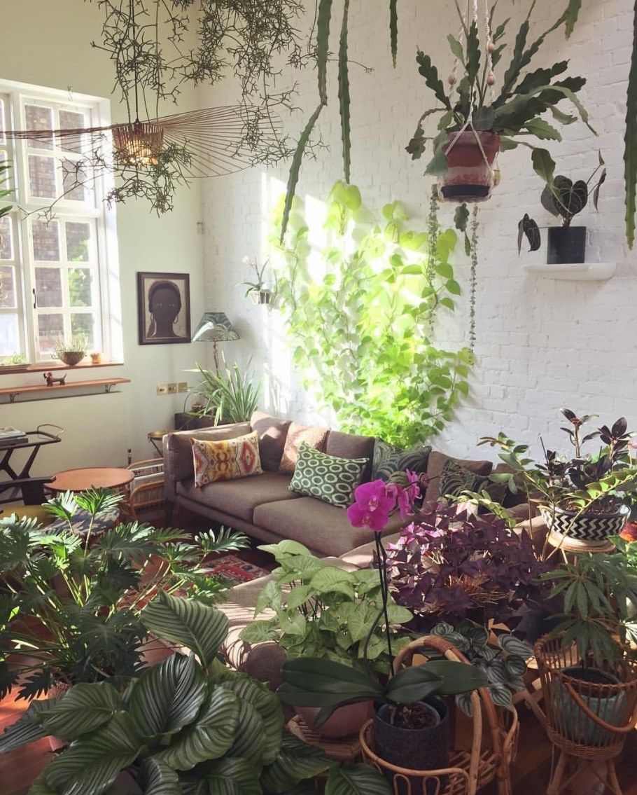 Комната с растениями