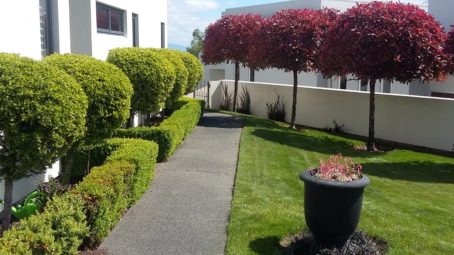 Туя Биота Живая изгородь