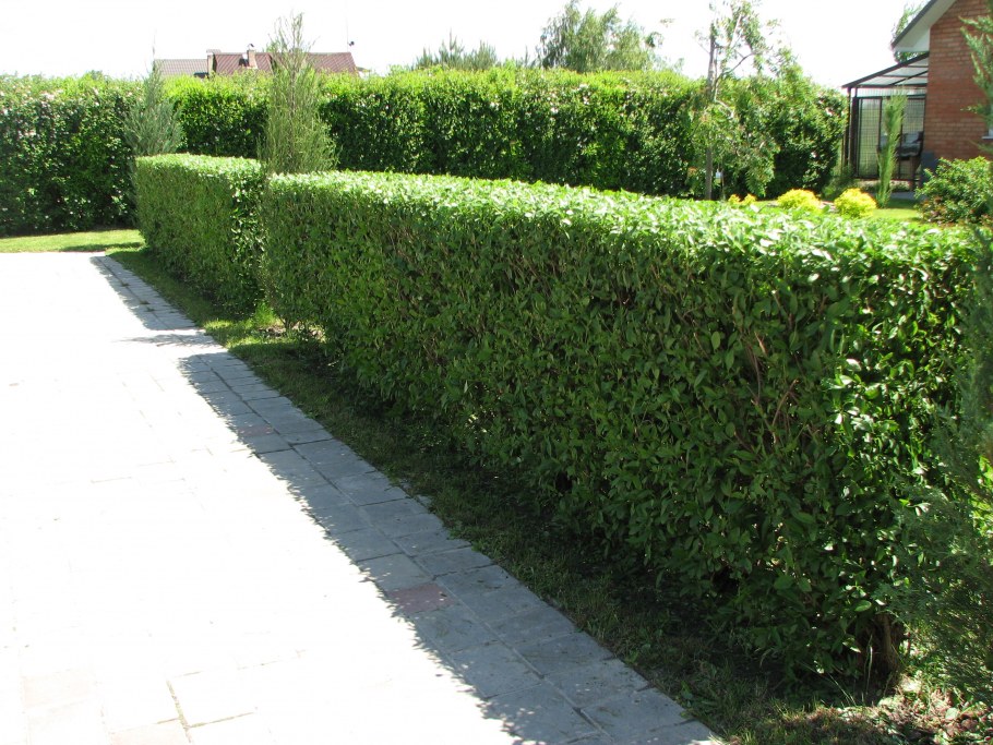 Живая изгородь в английском саду