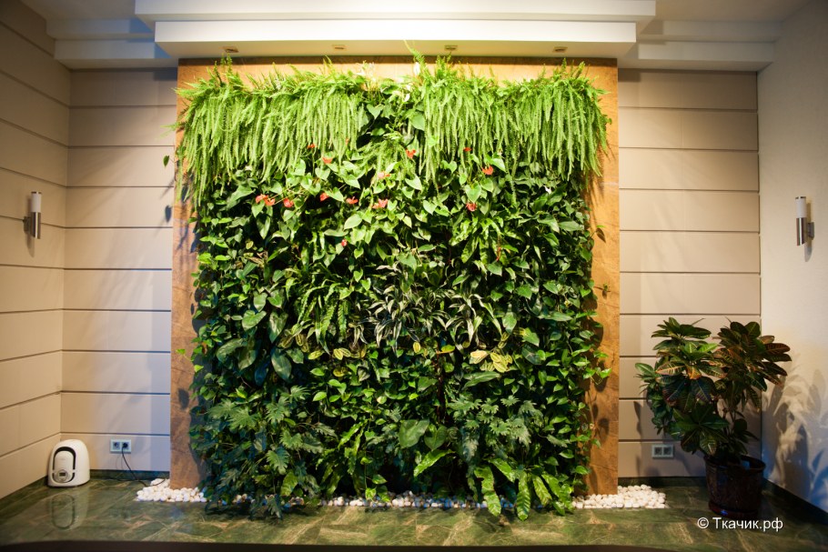 Плющ для живой изгороди