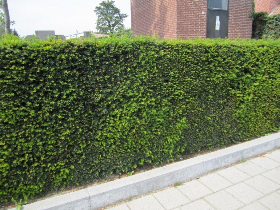 Плющ вечнозеленый уличный