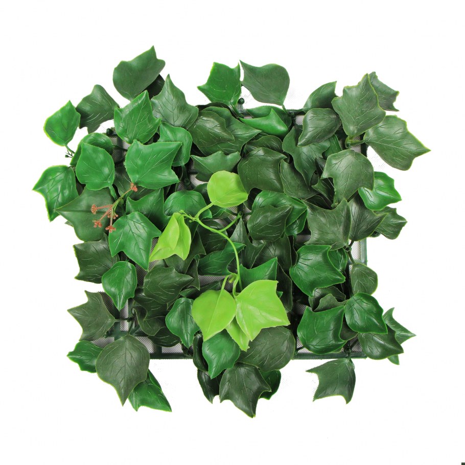 Плющ Хмель Вьюнок