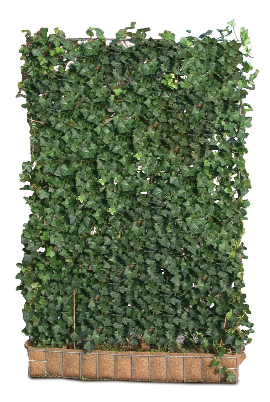 Живая изгородь (виноград + плющ) (Аэлита)