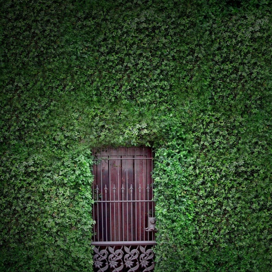 Декоративная изгородь плющ