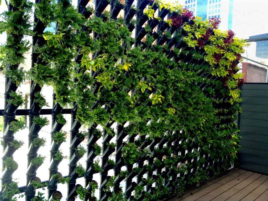 Плющ девичий виноград