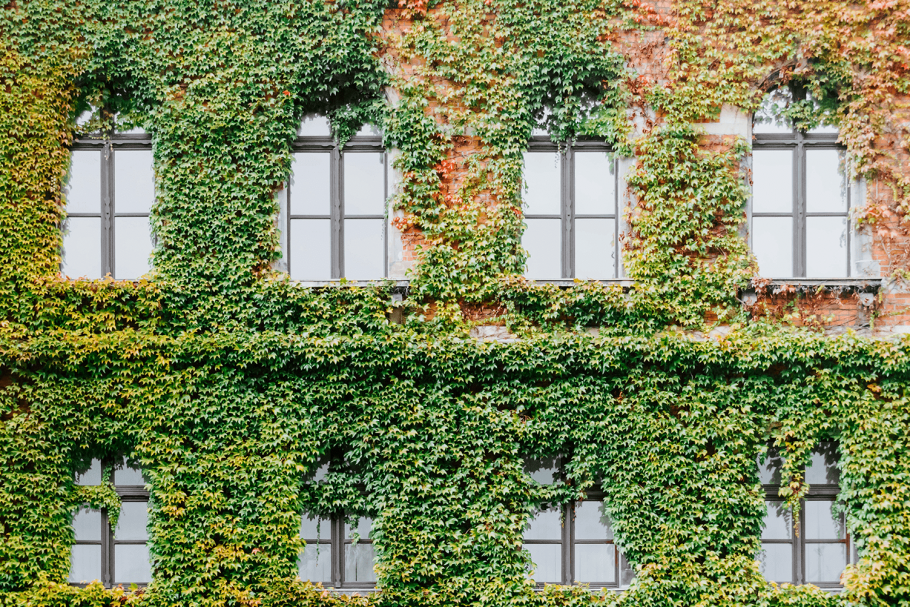 Photinia шпалера