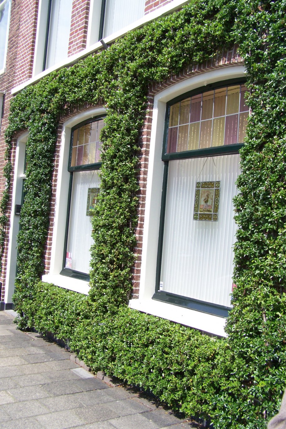 Зелёная стена с плющом на балконе