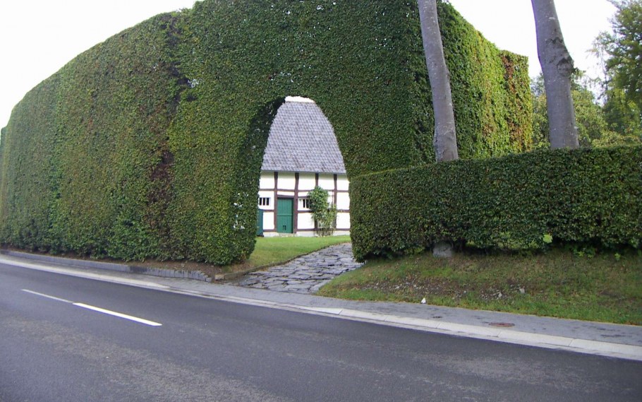 Самшит Живая изгородь терраса