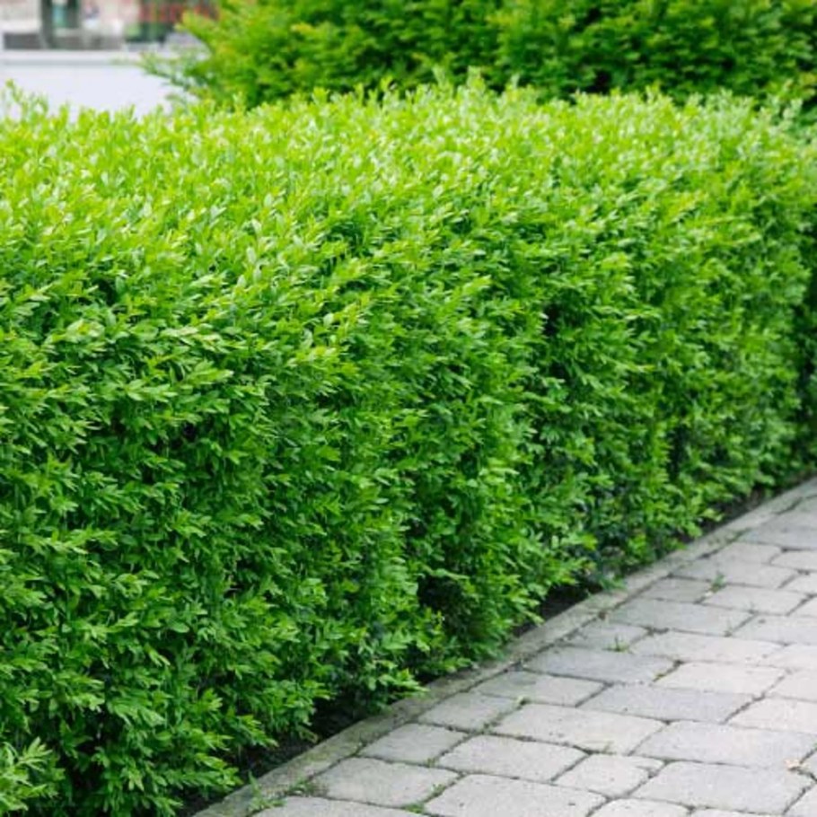 Дерен Живая изгородь