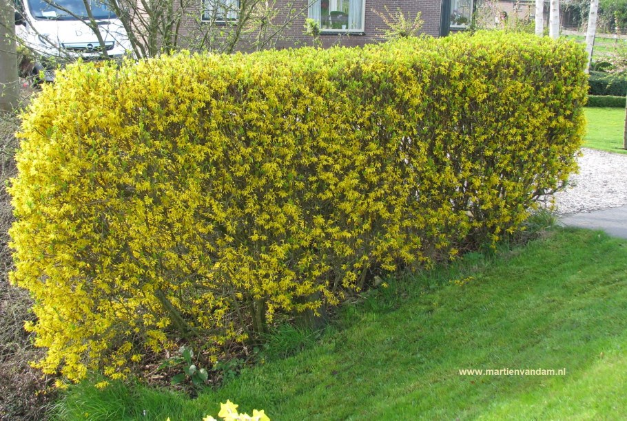Бук Европейский Живая изгородь
