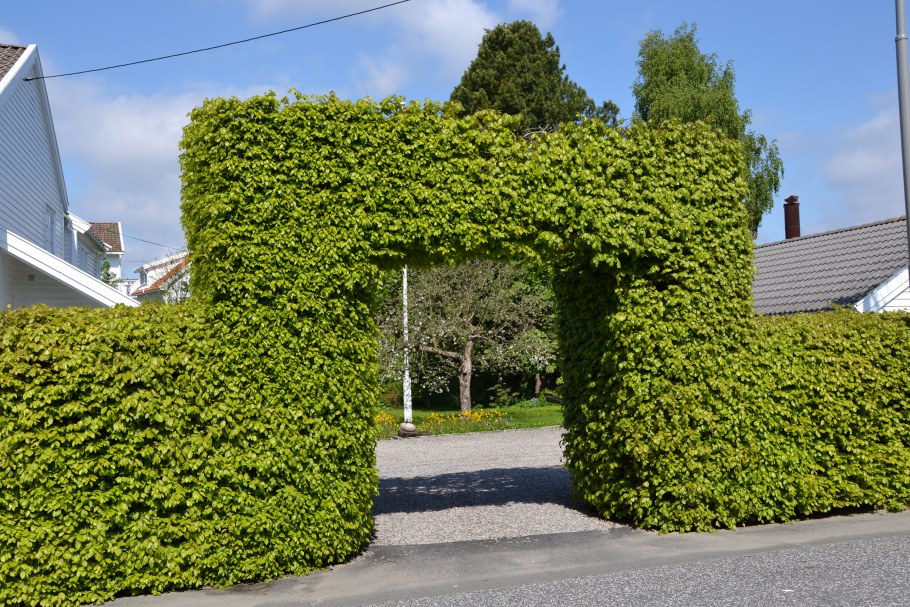 Клён Глобозум в живой изгороди