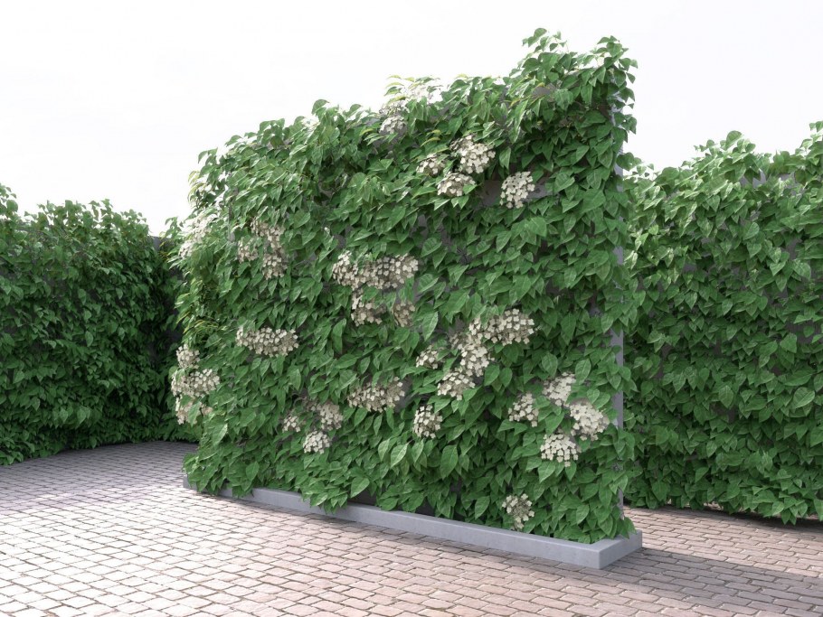 Живая изгородь в кашпо