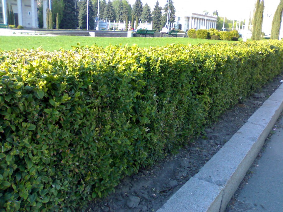 Ilex crenata 'icoprins11' Dark Green